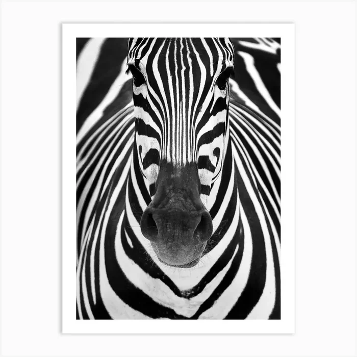 Zebra Art Print by 1x