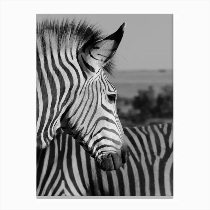 Zebra Portrait Canvas Print by Thula Photography