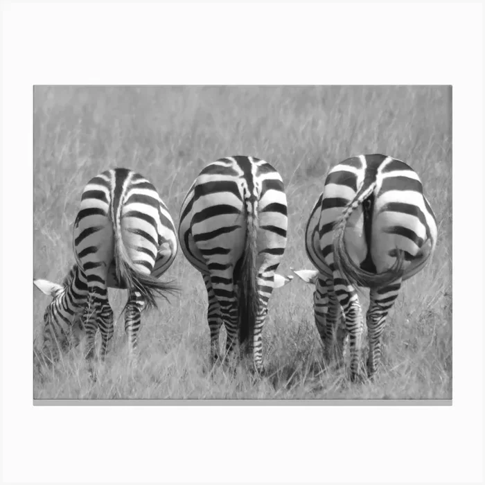 Zebras In The Grass Canvas Print by Kt10Designs